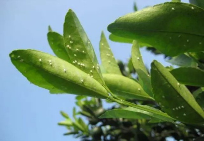 柑橘粉虱