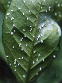 柑橘粉虱1