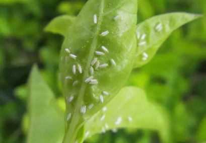 柑橘粉虱