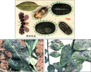 黑刺粉虱