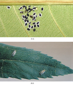 黑刺粉虱