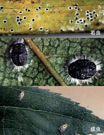 黑刺粉虱