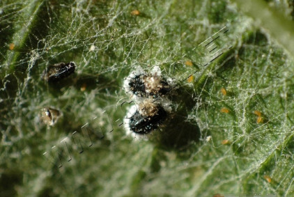 黑刺粉虱
