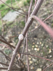 角蜡蚧
