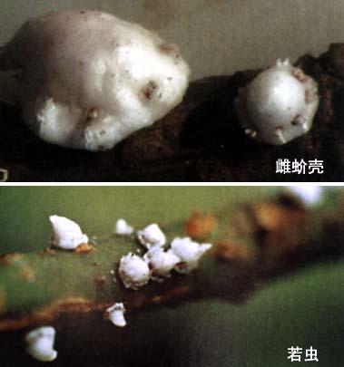 角蜡蚧