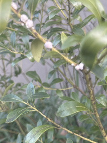 角蜡蚧