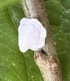 角蜡蚧