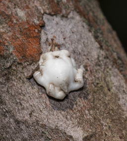 角蜡蚧