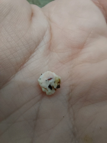 角蜡蚧