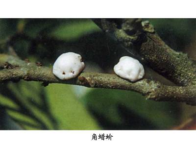 角蜡蚧相关图