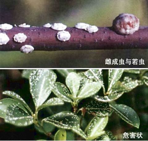 日本龟蜡蚧的危害日本龟蜡蚧
