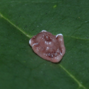 红蜡蚧