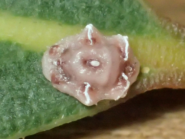 红蜡蚧