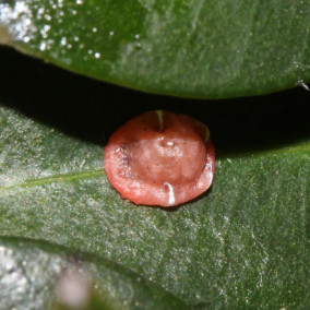 红蜡蚧