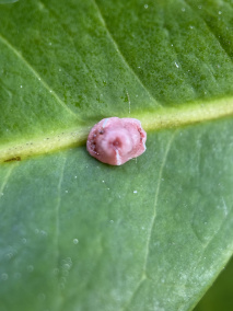 红蜡蚧