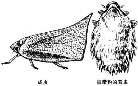 茶树白蛾蜡蝉